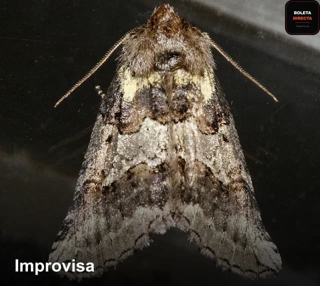 Improvisa